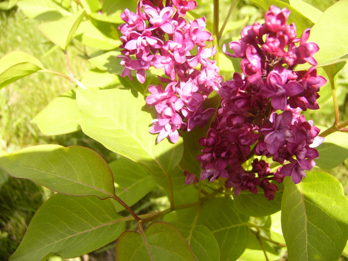 Syringa vulgaris Charles Joly