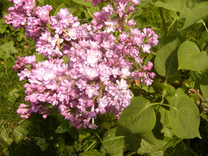 Syringa vulgaris Belle de Nancy - ANUL 2015