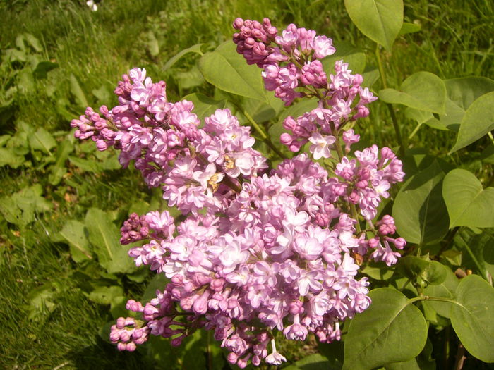 P1230235