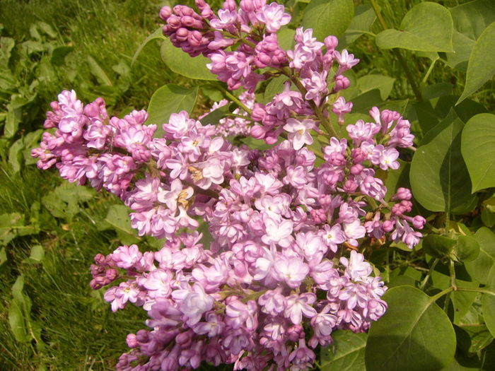 P1230236