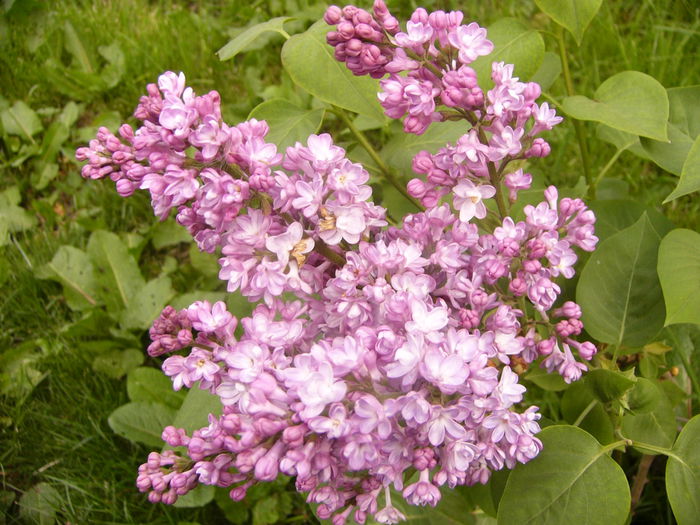 P1230237