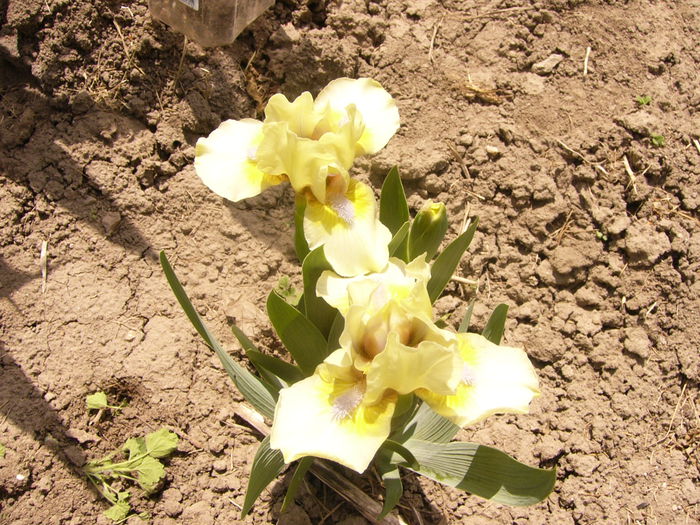 Iris Dixie Pixie-pitic-