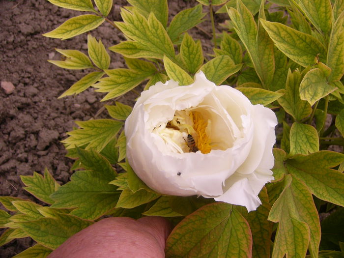 P1230249