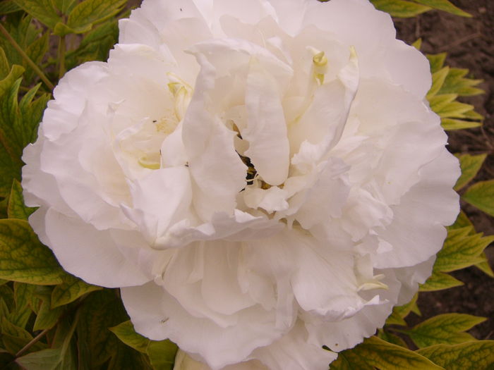 P1230252