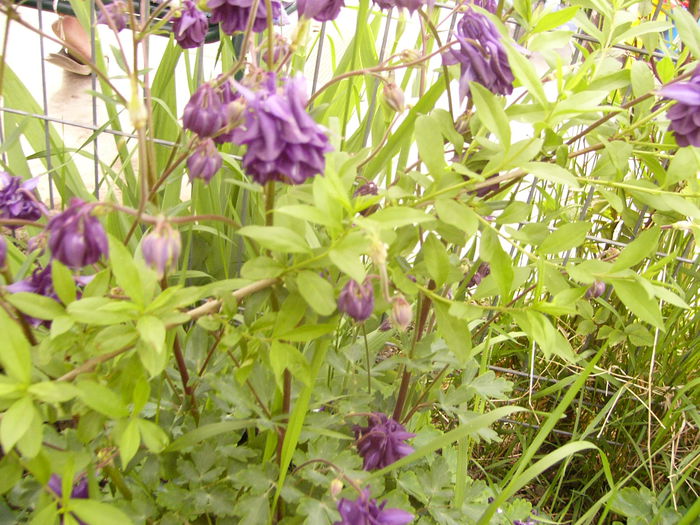 P1230275 - ANUL 2015