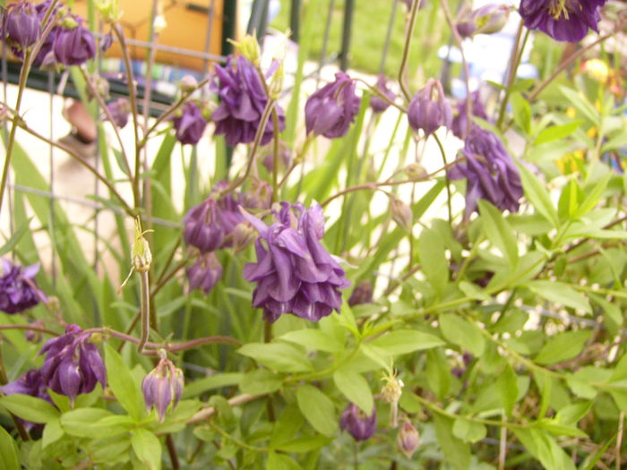 P1230276 - ANUL 2015