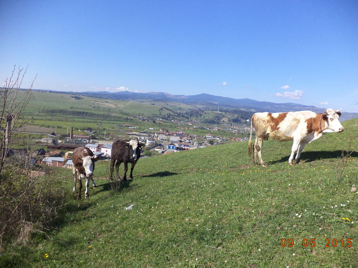 Urcam pe Dealul Vaii-2