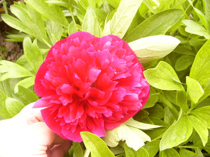 Paeonia officinalis rubra plena
