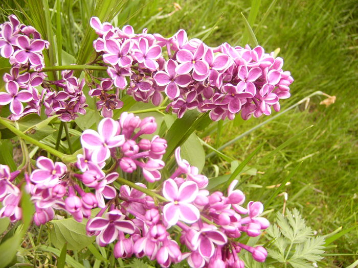 P1230294