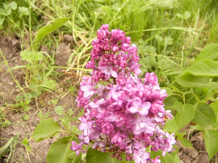 P1230305