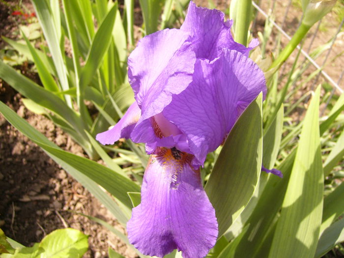 P1230327 - ANUL 2015