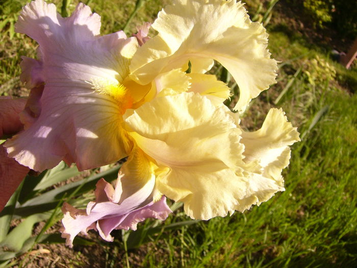 Iris Lullaby of Spring - ANUL 2015