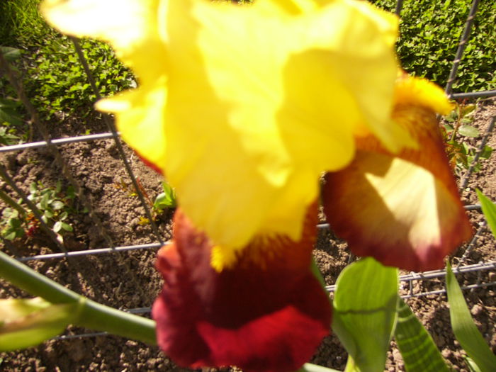 P1230358 - ANUL 2015
