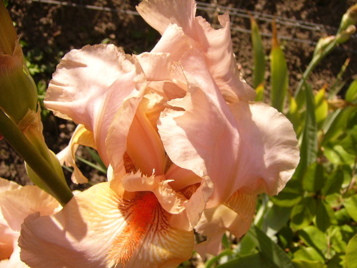 Iris Eduard of Windsor
