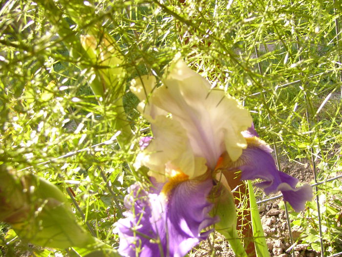 Iris Dream of you