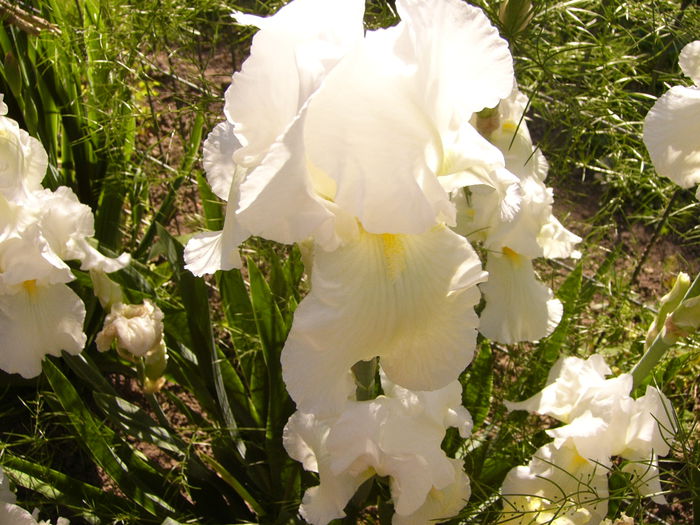 Iris Lacy Snowflake