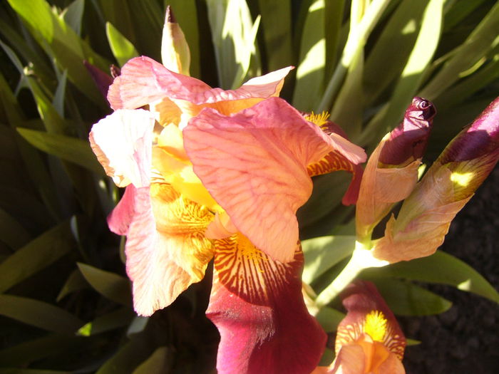 Iris Indian Chief - ANUL 2015