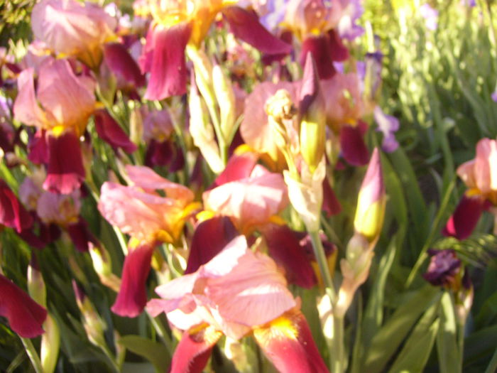 Iris Indian Chief - ANUL 2015
