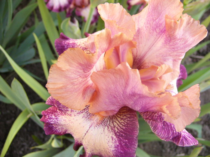 Iris Carnival,s Song