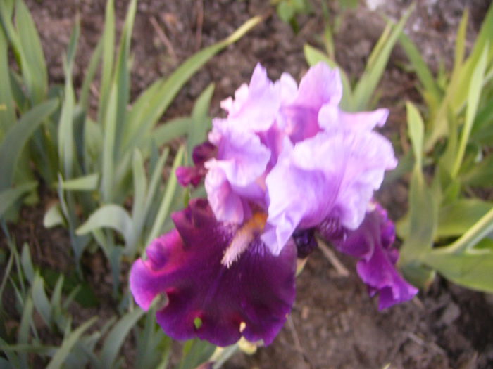 P1230417