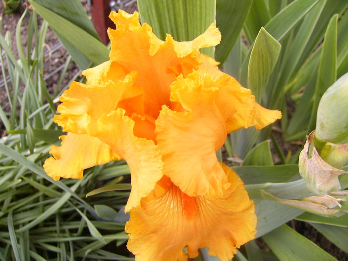 Iris Sky Fire