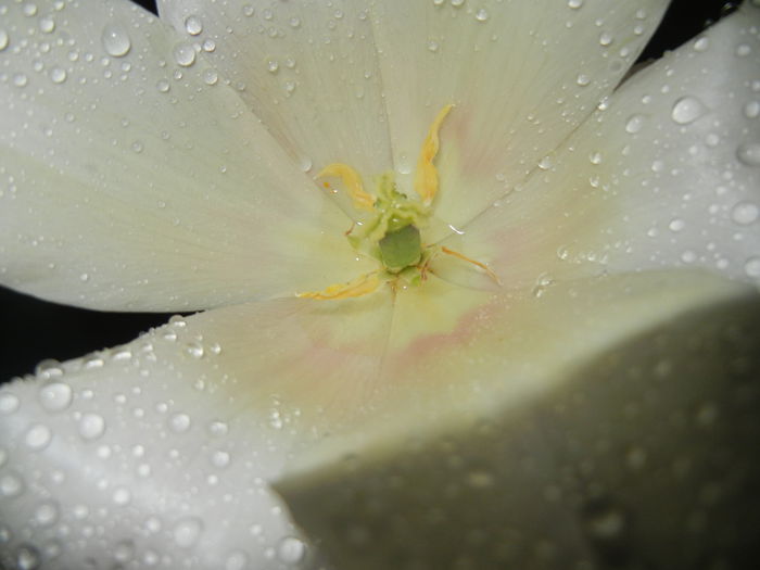 Tulipa Blushing Lady (2015, April 27)