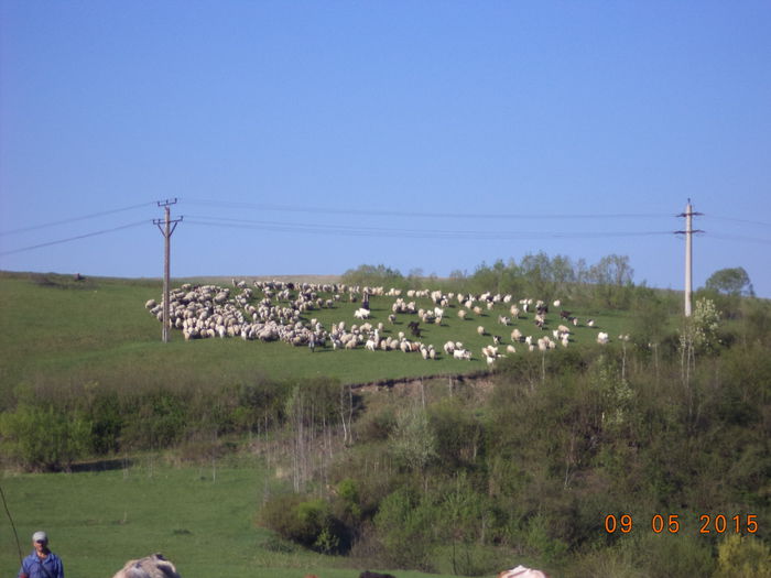 Vin si oile in urma vacilor-3