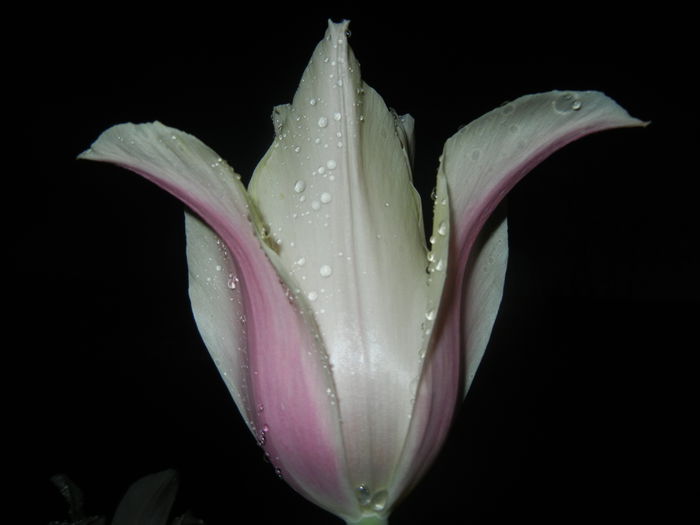 Tulipa Blushing Lady (2015, April 27)