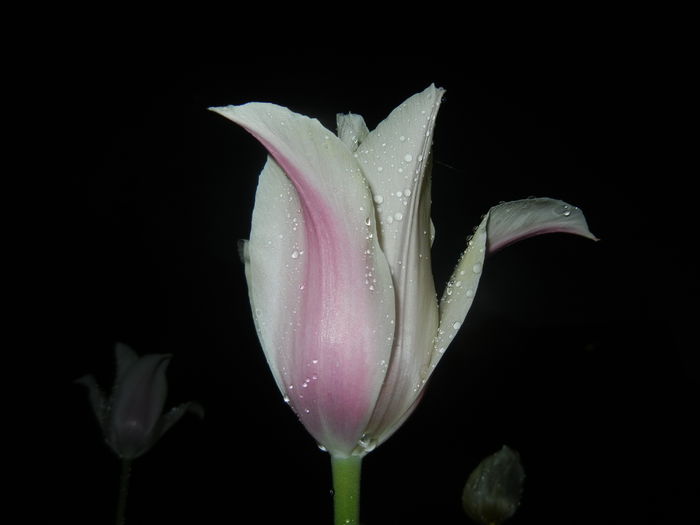 Tulipa Blushing Lady (2015, April 27)