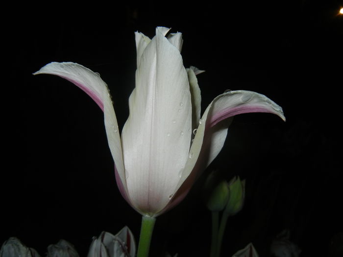 Tulipa Blushing Lady (2015, April 27)