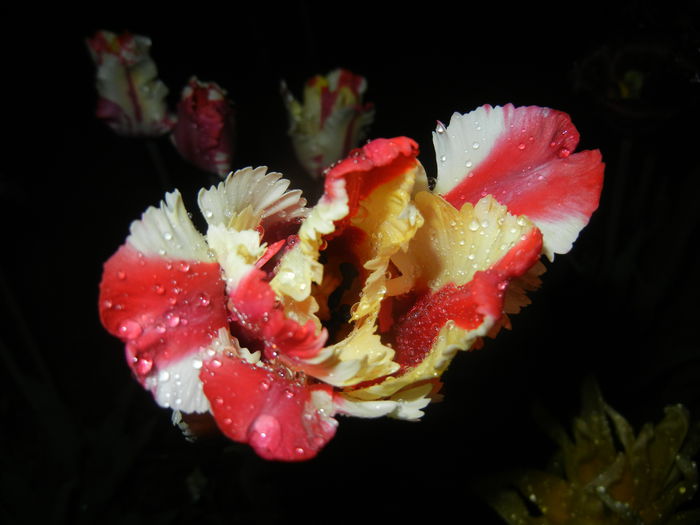 Tulipa Flaming Parrot (2015, April 27) - Tulipa Flaming Parrot