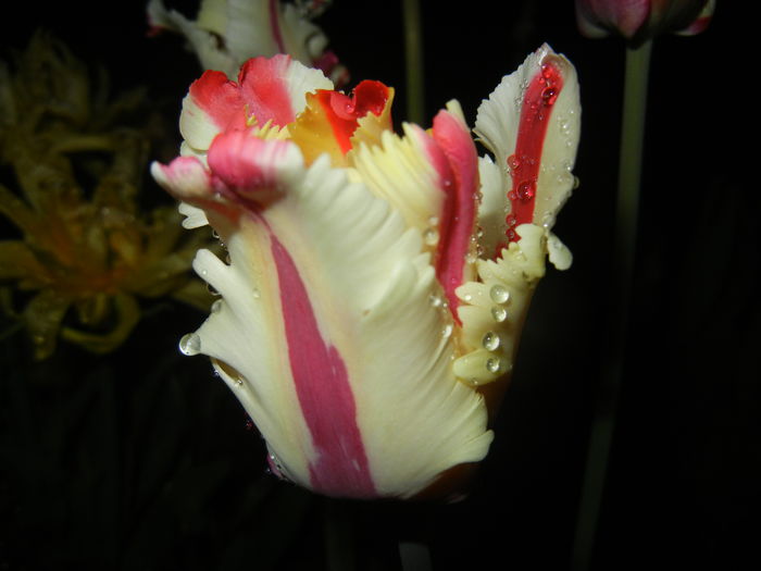 Tulipa Flaming Parrot (2015, April 27) - Tulipa Flaming Parrot