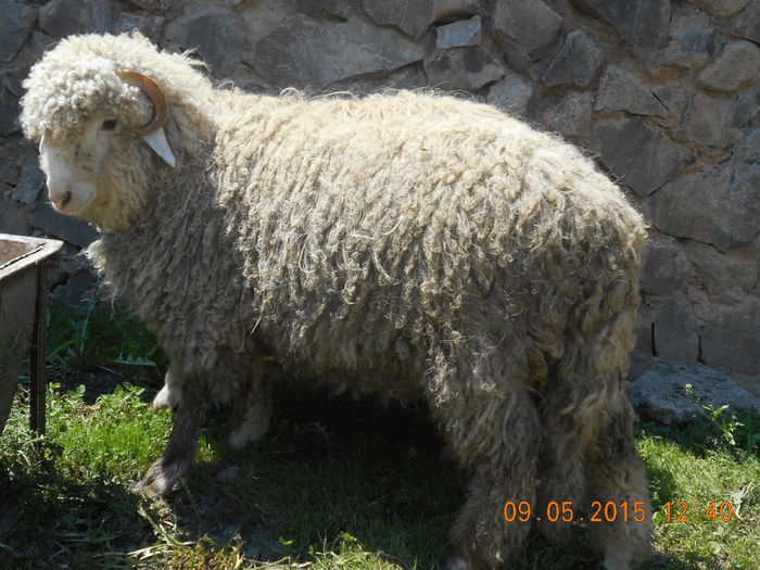 Picture 513 - Productia De Miei 2015