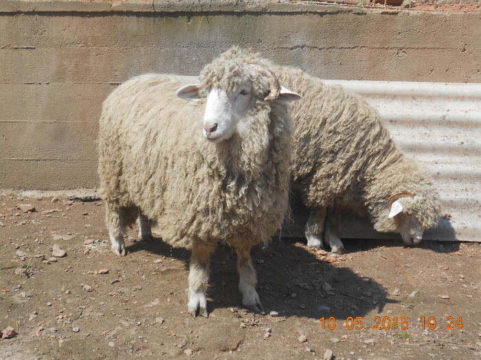 Picture 529 - Productia De Miei 2015