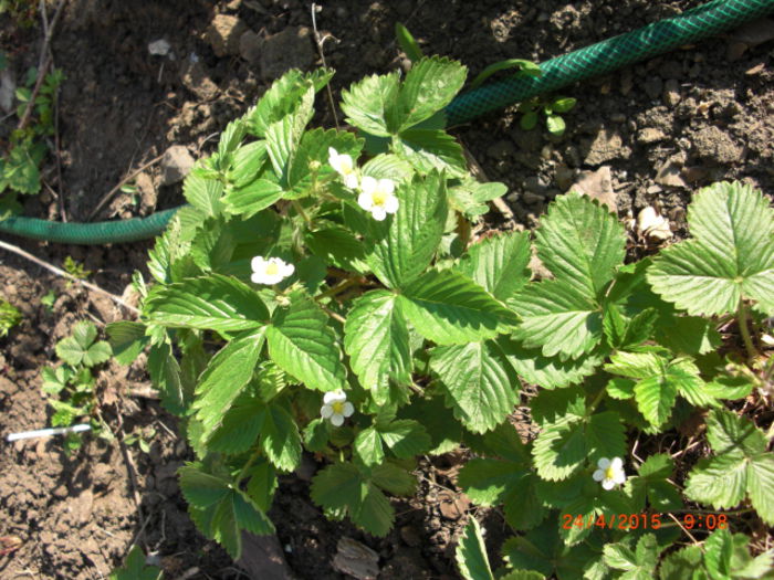fragute de tot anul in aprilie - Gradina Casa si Plante Rare sau Deosebite pentru Sanatate