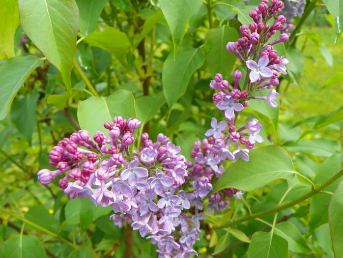 liliac Congo - Copacei si arbusti 2015