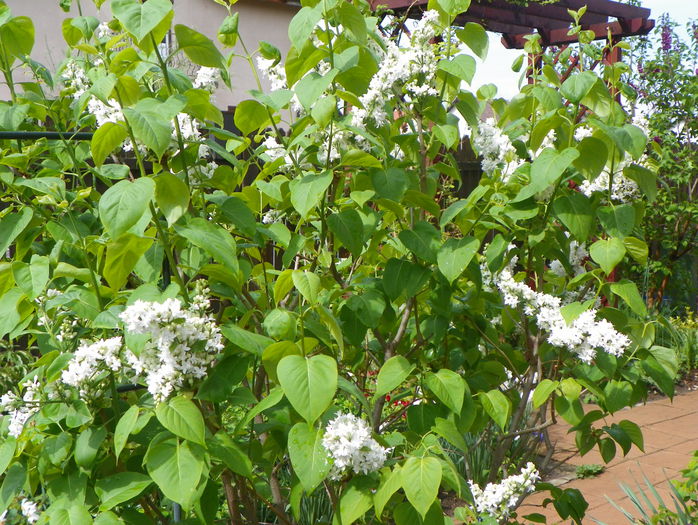 liliac Mme. Lemoine - Copacei si arbusti 2015