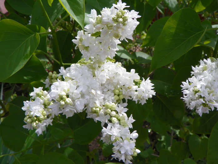 liliac Mme. Lemoine - Copacei si arbusti 2015