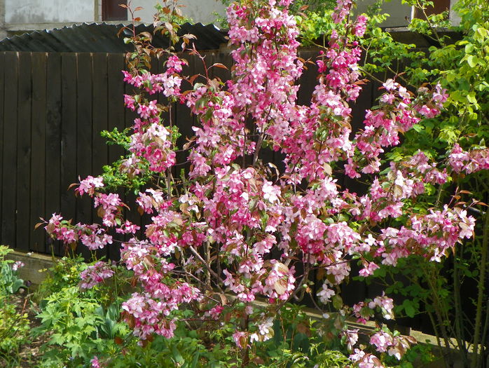 malus Rudolph - Copacei si arbusti 2015