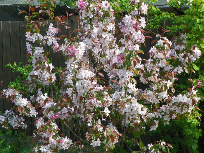 malus Rudolph - Copacei si arbusti 2015
