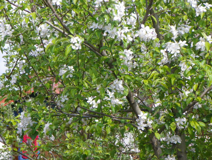 flori de mar - Copacei si arbusti 2015