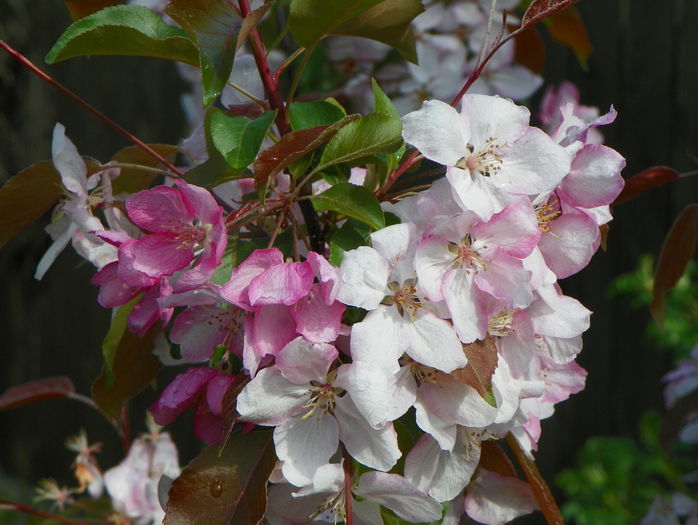 malus Rudolph - Copacei si arbusti 2015