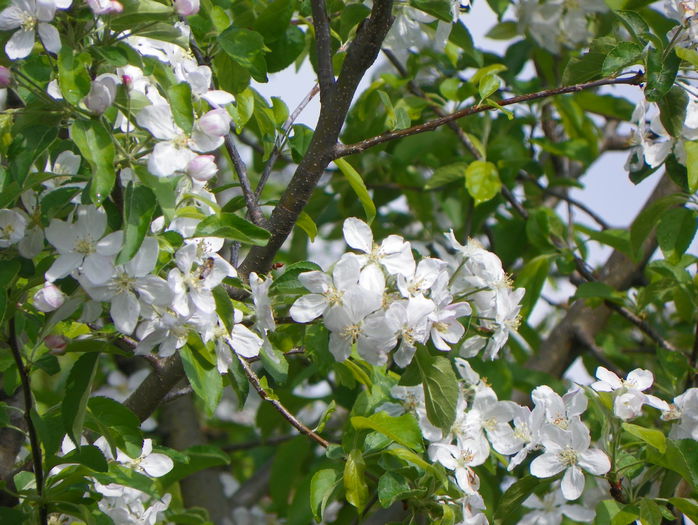 flori de mar - Copacei si arbusti 2015