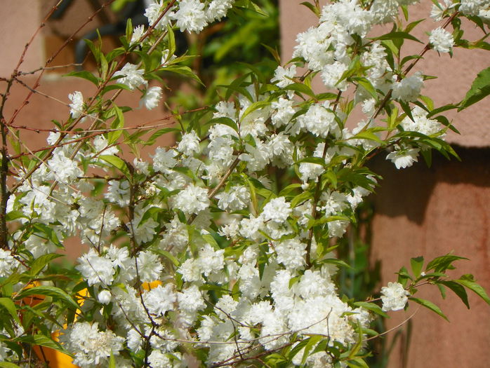 prunus gland. Alba Plena - Copacei si arbusti 2015