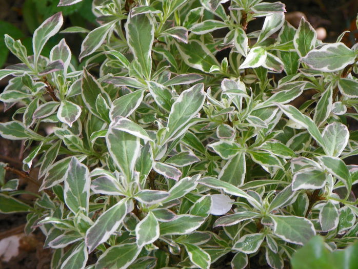 weigela My monet - Copacei si arbusti 2015