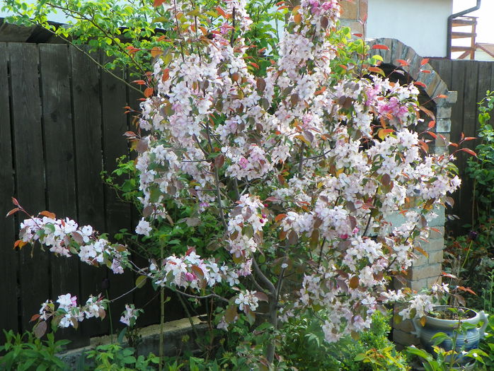 malus Rudolph - Copacei si arbusti 2015