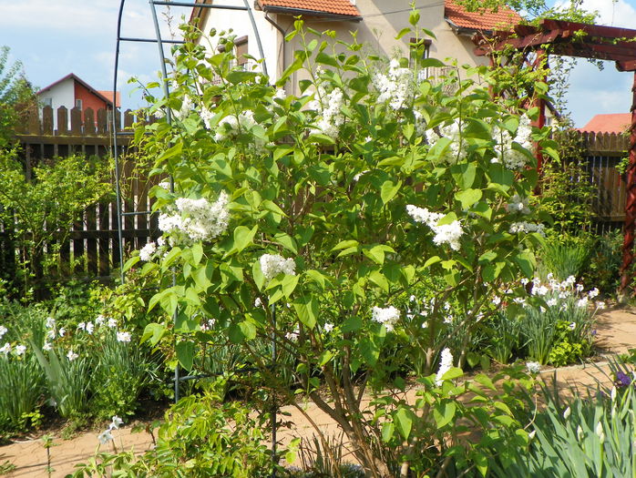 liliac Mme. Lemoine - Copacei si arbusti 2015