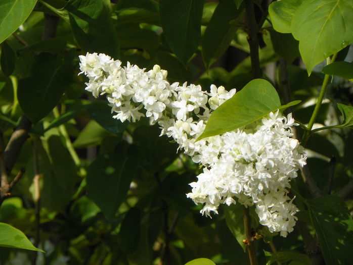 liliac Mme. Lemoine - Copacei si arbusti 2015