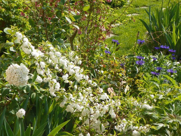 prunus gland. Alba Plena - Copacei si arbusti 2015