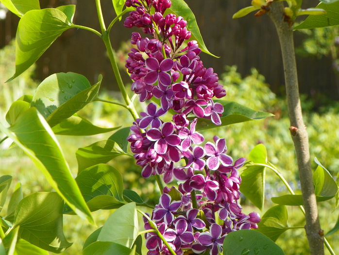 liliac Sensation - Copacei si arbusti 2015